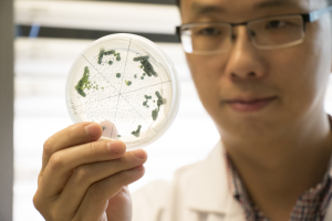 Algenforscher Yantao Li begutachtet eine Laborzüchtung (Foto: Cheryl Nemazie, umces.edu/imet)
