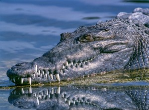 Krokodil: Gattung weist den Weg zu neuen Therapien (Foto: Pexels, pixabay.com)