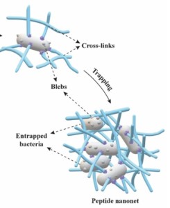 So fangen die winzigen Nanonetze geschickt resistente Bakterien ein (Illustration: nus.edu.sg)
