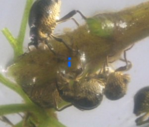 Cabomba-Rüsselkäfer: Seine Fressarbeit dient als biologische Waffe (Foto: seqwater.com.au)