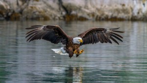 Weißkopfseeadler auf Jagd: Klimawandel bewirkt Win-win-Situation (Foto: cornell.edu)