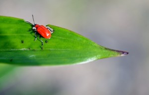 Rote Reismehlkäfer: Zerstörerisches Fressen soll ein Ende haben (Foto: GLady, pixabay.com)