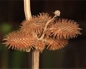 Gewöhnliche Spitzklette: Früchte schützen die Haut nachhaltig (Foto: mju.ac.kr)