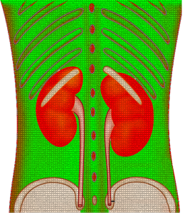 Nieren: Medikamente häufig zu giftig für den Körper (Foto: pixabay.com, VSRao)