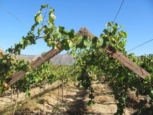 Weinbau in Südafrika nach alter Art (Foto: pixabay.com, Sandra 374)