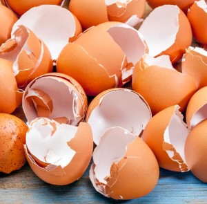 Eierschalen: Daraus lässt sich der Knochenersatz der Zukunft gewinnen (Foto: uio.no) Eierschalen: Daraus lässt sich der Knochenersatz der Zukunft gewinnen (Foto: uio.no)