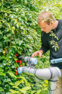 Tomatenpflückroboter bei der Arbeit: ChatGPT liefert neues Design (Foto: tudelft.nl)