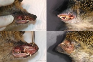 Igel mit teils schweren Schnittverletzungen in der Pathologie des Leibniz-IZW (Foto: izw-berlin.de)