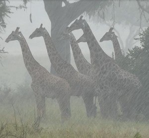 Giraffen im Regen: Das macht ihnen mehr zu schaffen als Hitze (Foto: Derek Lee, uzh.ch)