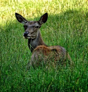 Hirschkuh: Tiere senken Körpertemperatur und Energiebedarf (Foto: pixabay.com, Antranias Antranias)