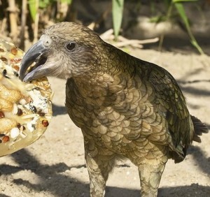 Bergpapagei beim Fressen: bekannte und unbekannte Gesichter unterscheibar (Foto: vetmeduni.ac.at)