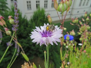 Eine Vierfleck-Pelzbiene sitzt auf einer Kornblume, die im Boden nistet (Foto: uni-halle.de)