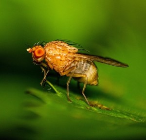 Fruchtfliege: Hirn aktiviert bei Nothunger Fettspeicher im Körper (Foto: pixabay.com, DenitsaKireva)