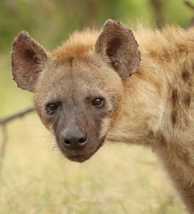 Hyäne: Sozialstatus wird sukzessive untergraben (Foto: pixabay.com, anramb anramb) Hyäne: Sozialstatus wird sukzessive untergraben (Foto: pixabay.com, anramb anramb)