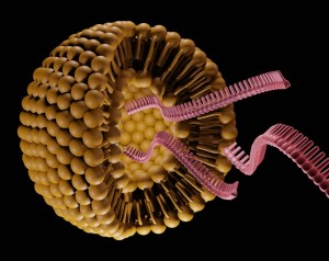 Lipidkapsel mit gefälschten Bauplänen (Bild: tau.ac.il)