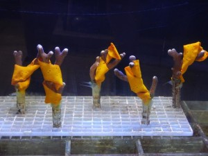 Korallen mit einem Korallen mit einem