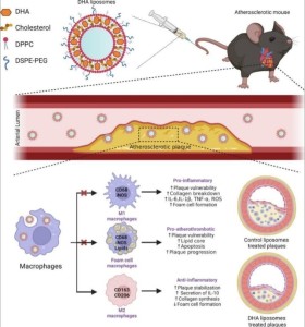 Prinzipskizze der neuen Arteriosklerose-Behandlung (Illustration: nus.edu.sg)