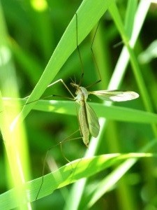 Malaria-Erreger Anopheles im Blätterwald (Foto: Marc Pascual, pixabay.com)