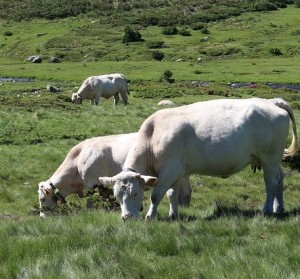 Rinder: Idylle kann über Umweltbelastung nicht hinwegtäuschen (Foto: Katarzyna Kolm-Jany/pixabay.de)