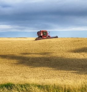 Weizenernte im Mittleren Westen der USA: Erträge sinken immer weiter (Foto: Jim Black, pixabay.com)