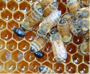 Kleiner Beutenkäfer auf einer Honigwabe: Neues Insektizid soll sehr gezielt wirken (Foto: csiro.au)
