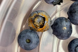 Von Pilzen befallene Blaubeere (Mitte) und gesunde Früchte (Foto: usda.gov)