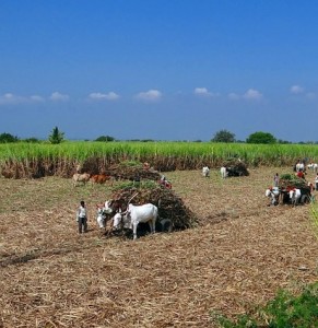 Zuckerrohrernte in Indien: Wirtschaft wächst 2024 um 6,3 Prozent (Foto: Bishnu Sarangi, pixabay.com)