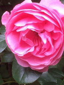Letzte Rose (Foto: ERNESTINE GmbH)