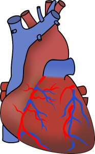 Herz: Cholesterin kann zur Gefahr für das Pumporgan werden (Bild: OpenClipart-Vectors, pixabay.com) Herz: Cholesterin kann zur Gefahr für das Pumporgan werden (Bild: OpenClipart-Vectors, pixabay.com)