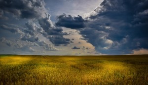 Weizenfeld: Mehr Ertrag bringt seine Schattenseiten mit sich (Foto: pixabay.com, Pexels)