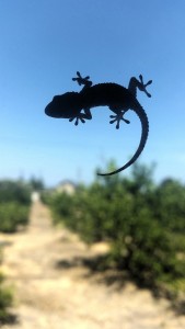 Gecko, der an einer Glasscheibe emporklettert (Foto: sammyschellenberg, pixabay.com)