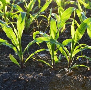 Frische Saat: Stickstofffixierende Bakterien lassen Mais besser keimen (Foto: Pexels, pixabay.com)