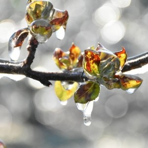 Frost: Nanofolie verhindert Ernteverluste bei Obstbäumen (Foto: About-Time, pixabay.com)