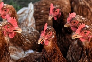 Hühner: Tiere bleiben dank Enzym auch ohne Antibiotika gesund (Foto: Alexa, pixabay.com)