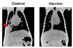 Impfstoff: Bild rechts belegt die Wirksamkeit am Tiermodell (Foto: omu.ac.jp/en)