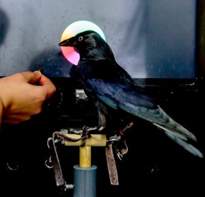 Test: Vögel und Menschen nutzen ähnliche Gedächtnisstrategien (Foto: rub.de, SFB 874, Susanne Troll)