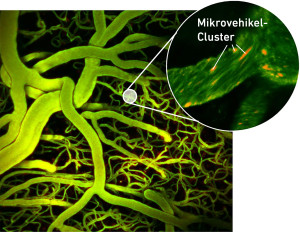 Blutgefäße mit Mikrovehikeln in Orange (Bild: Del Campo Fonseca et al. Nature Communications 2023)