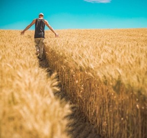 Weizenfeld: Mikrowellen sollen für gute Ernteerträge sorgen (Foto: Pexels, pixabay.com)