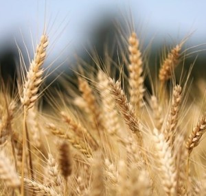 Weizen: Russlands Krieg in der Ukraine beeinträchtigt Getreideexport (Foto: Goran Horvat/pixabay.de)