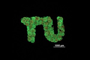 Logo der Technischen Universität Wien aus Knorpelzellkügelchen (Foto: tuwien.at)
