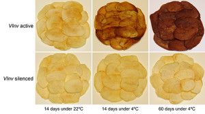 Chips aus manipulierten (unten) und normalen gekühlten Kartoffeln (Foto: msu.edu)