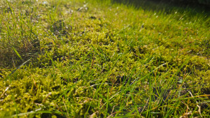 Moos im Rasen (Bild: goodRanking)