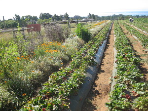Erdbeeranbau in diversifiierter Landwirtschaft: bringt deutlich mehr Ertrag (Foto: Claire Kremen)