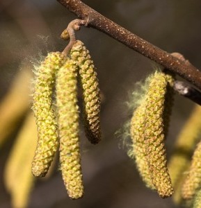 Pollen: Diese können lebensbedohende Asthma-Anfälle auslösen (Foto: Franz Peischl, pixabay.com)