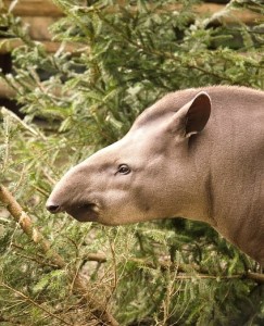 Tapir: Tier gehört zu jener Art, die in Brasilien viele Unfälle verursacht (Foto: Nina/pixabay.de) Tapir: Tier gehört zu jener Art, die in Brasilien viele Unfälle verursacht (Foto: Nina/pixabay.de)