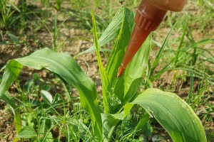 So wird Mais mit dem Nematoden-Gel behandelt (Foto: Patrick Fallet)