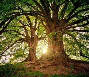 Bäume: Werbung mit Natur kommt bei Urlaubern am besten an (Foto: Joe, pixabay.com)