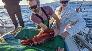 Sensorbestückter Tintenfisch wird wiedwer ausgesetzt (Foto: Kayla Gardner, whoi.edu)