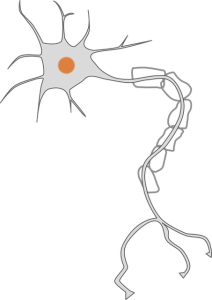 Reparatur von Nervenzellen rückt näher (Illustration: OpenClipart-Vectors, pixabay.com)