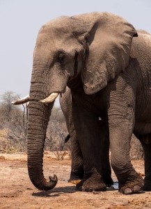 Elefanten genießen bald einen wirksamen 